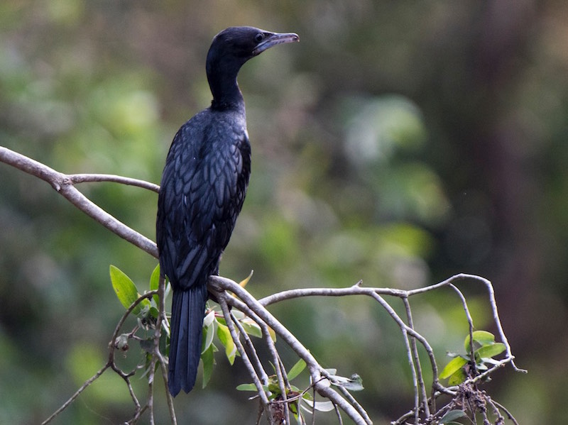 Birds of South East Asia
