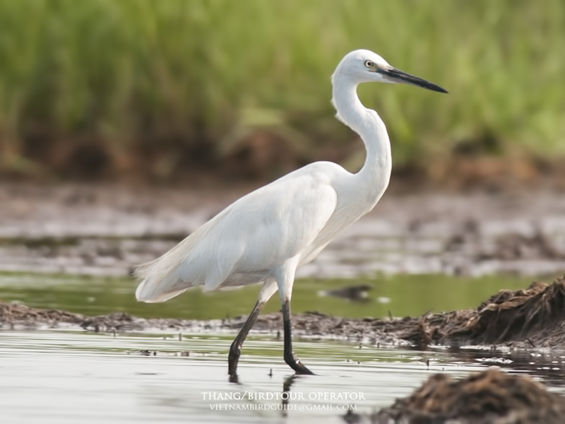 Birds of South East Asia