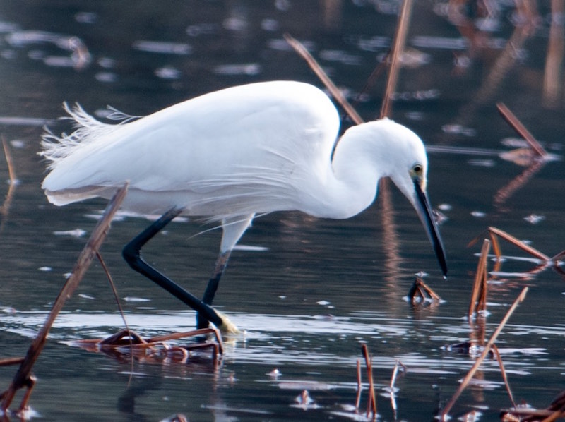 Birds of South East Asia