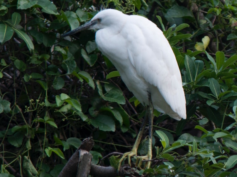 Birds of South East Asia
