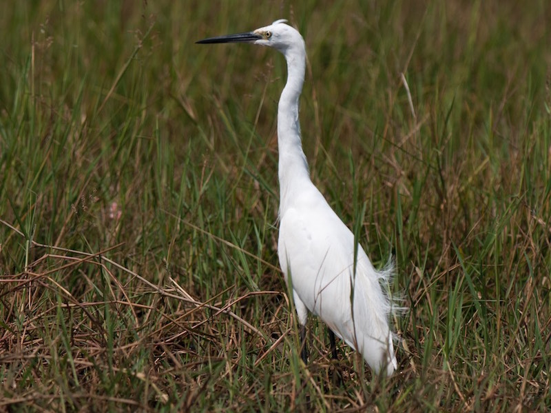 Birds of South East Asia