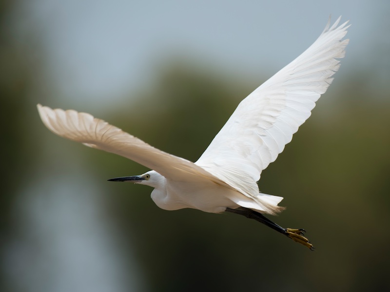 Birds of South East Asia