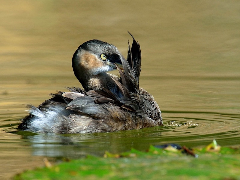 Birds of South East Asia