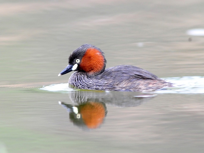 Birds of South East Asia