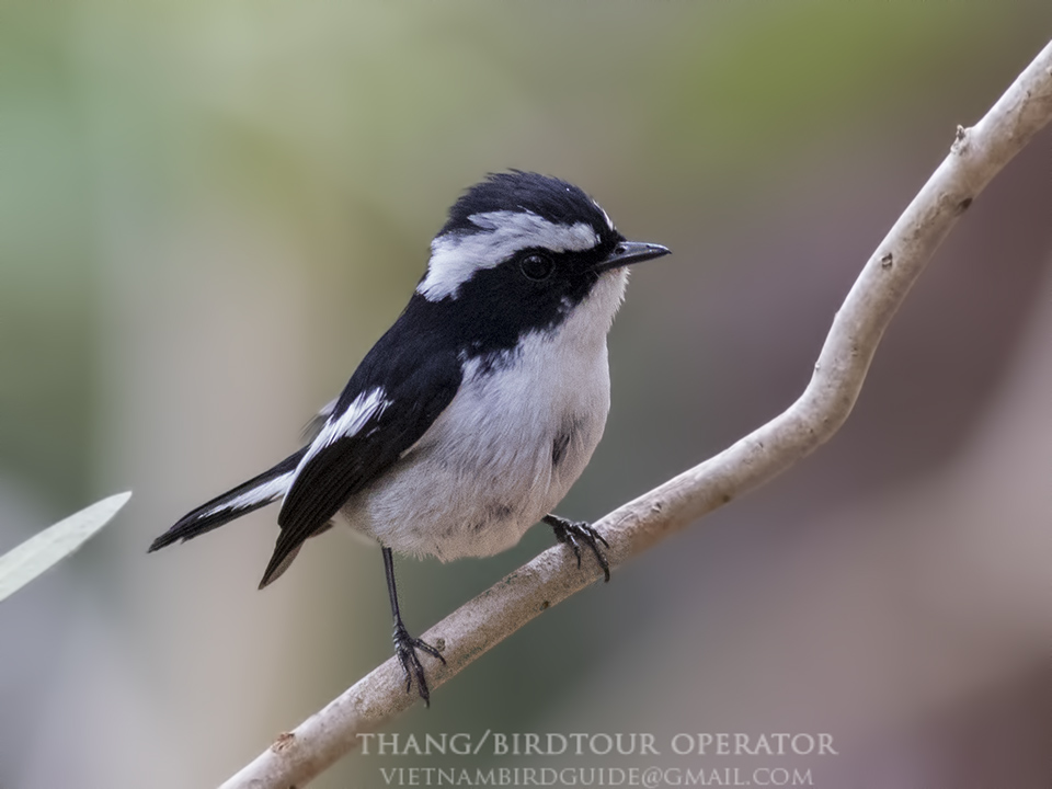 Birds of South East Asia