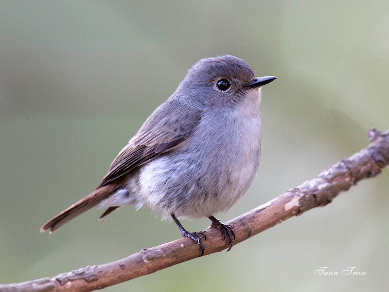 Birds of South East Asia