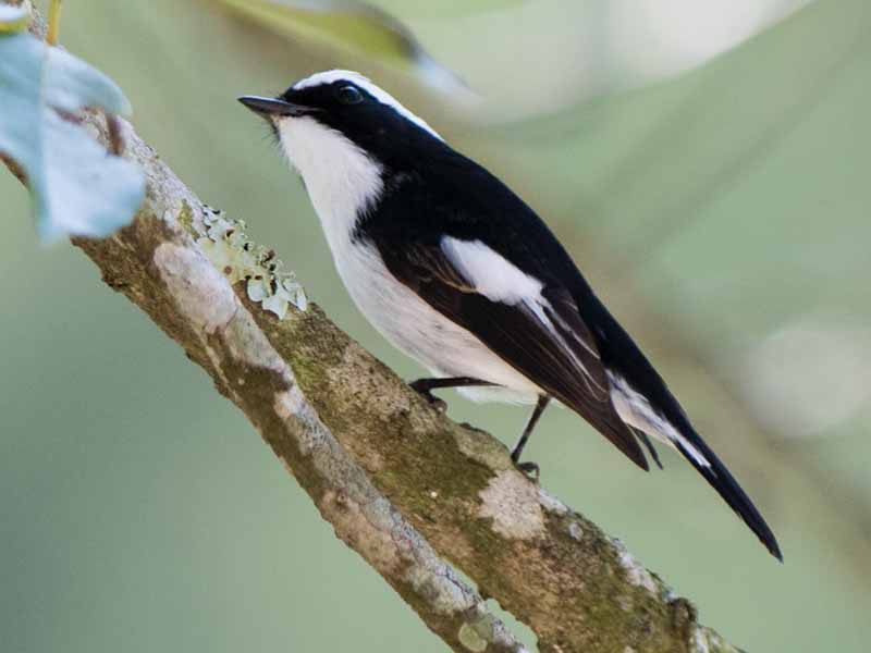 Birds of South East Asia