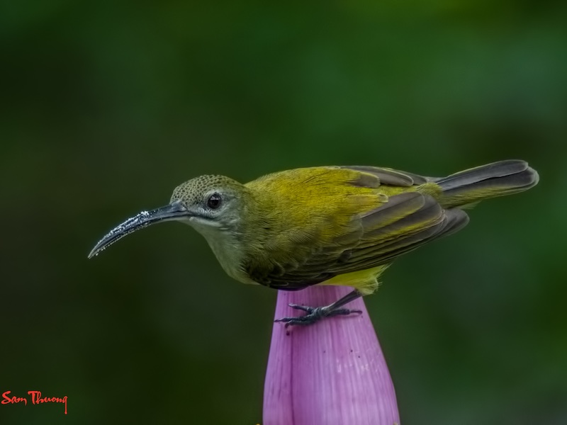 Birds of South East Asia