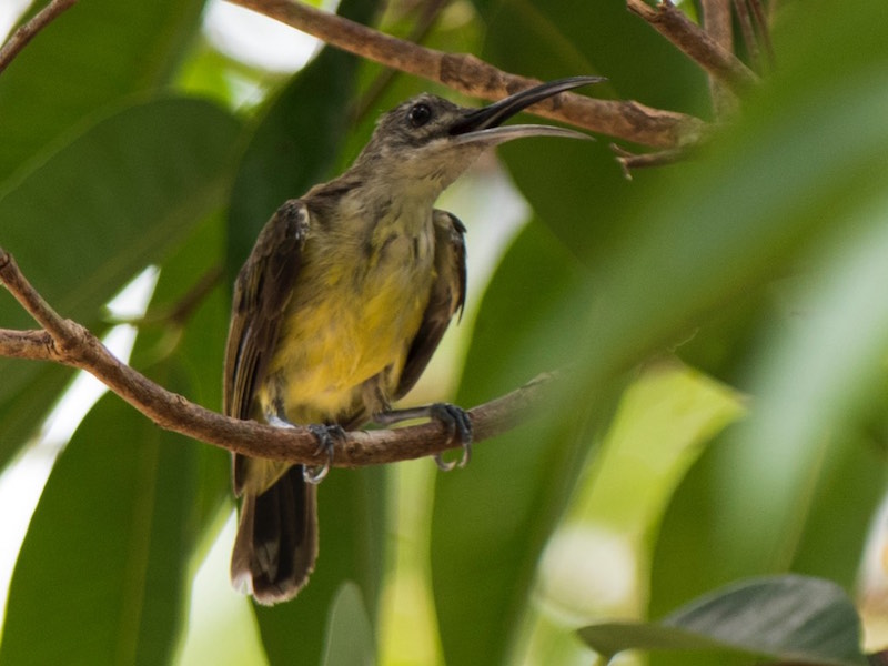Birds of South East Asia