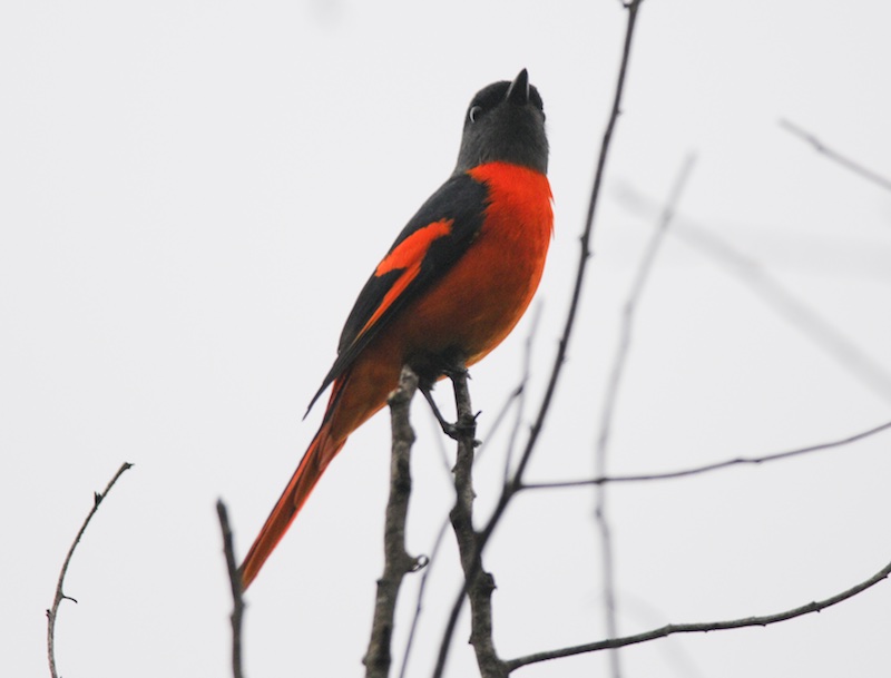 Birds of South East Asia