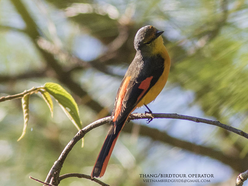 Birds of South East Asia