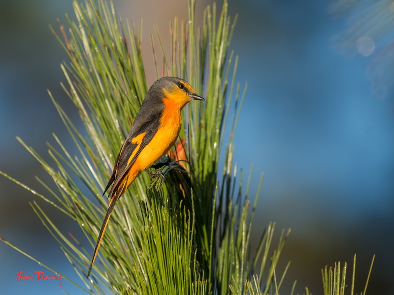 Birds of South East Asia