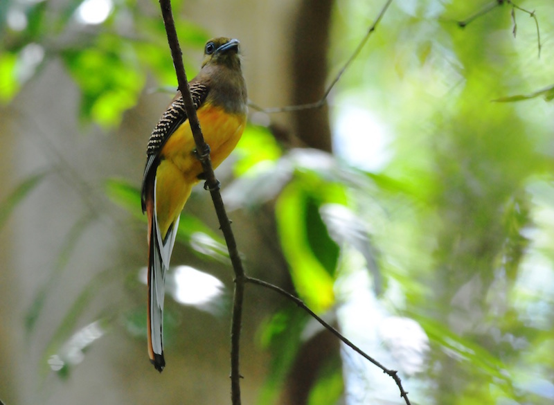 Birds of South East Asia