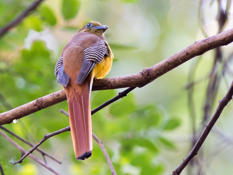 Birds of South East Asia