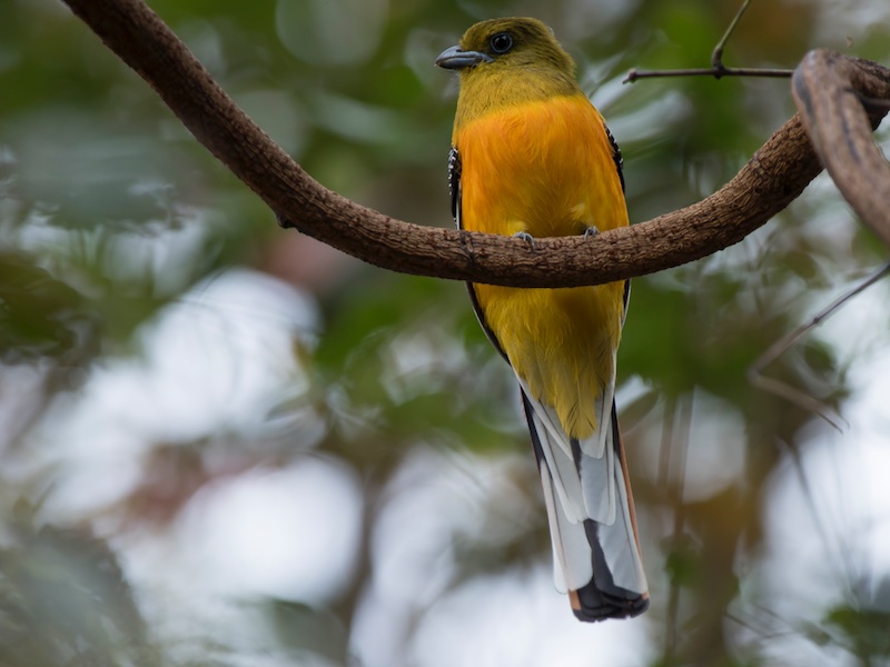 Birds of South East Asia
