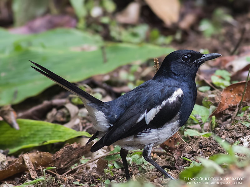 Birds of South East Asia