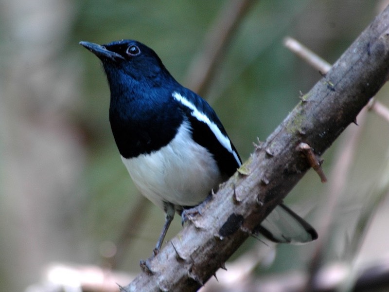 Birds of South East Asia