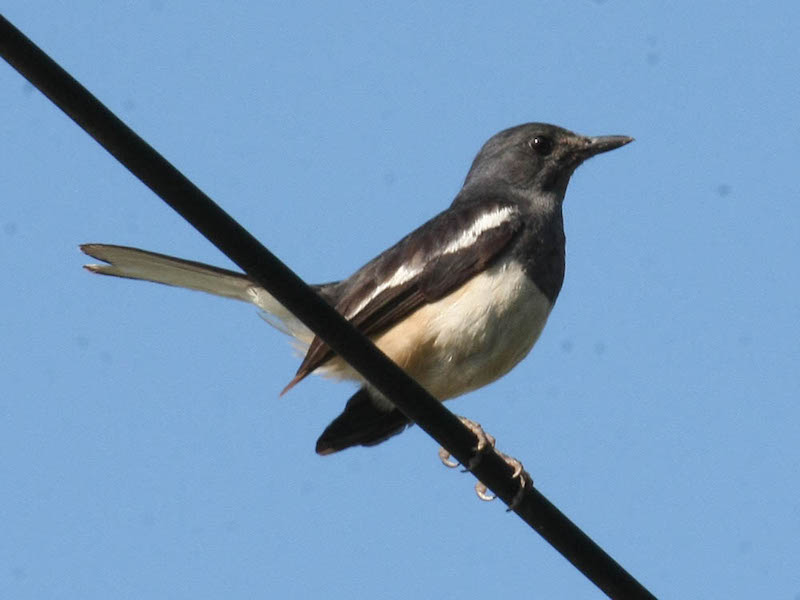 Birds of South East Asia