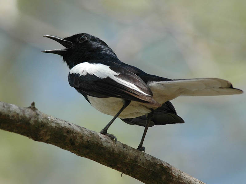 Birds of South East Asia