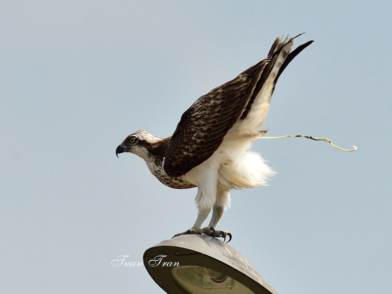 Birds of South East Asia