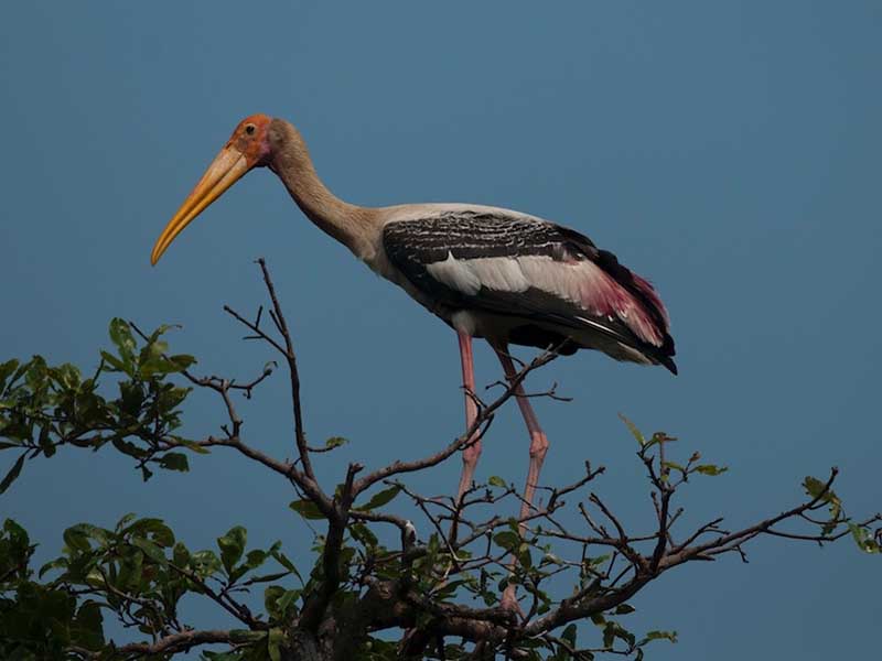 Mycteria leucocephala