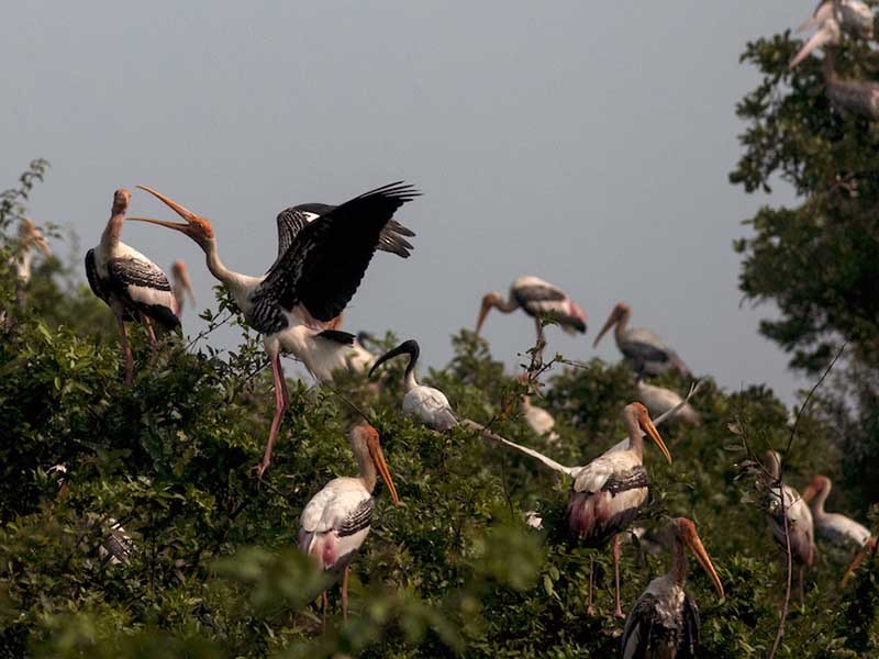 Birds of South East Asia