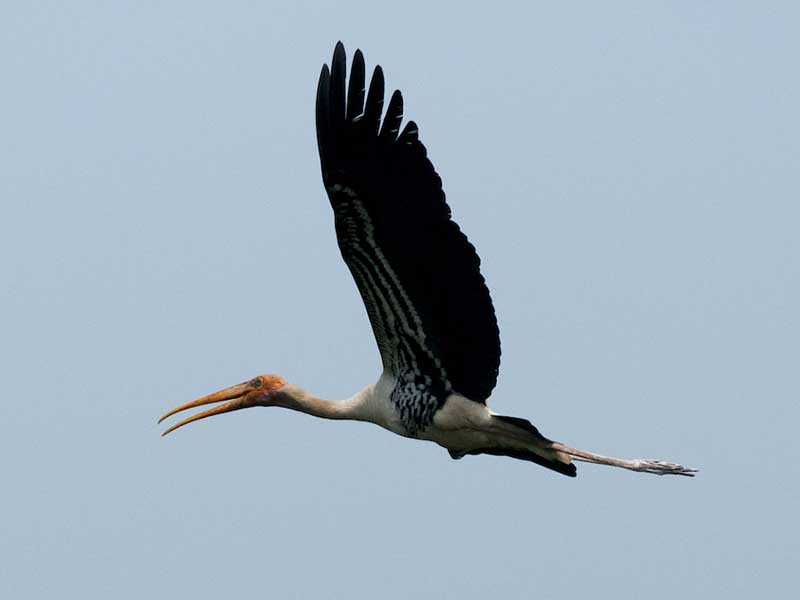 Birds of South East Asia