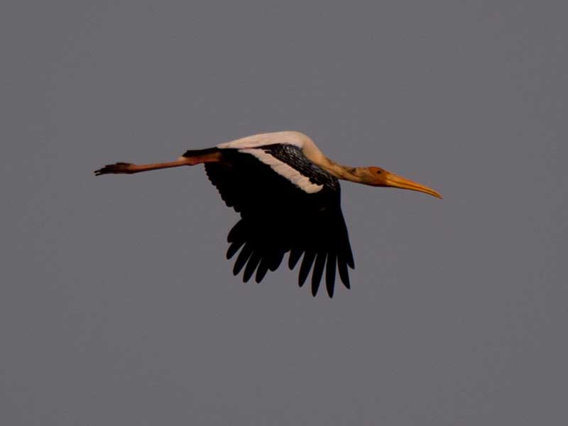 Birds of South East Asia