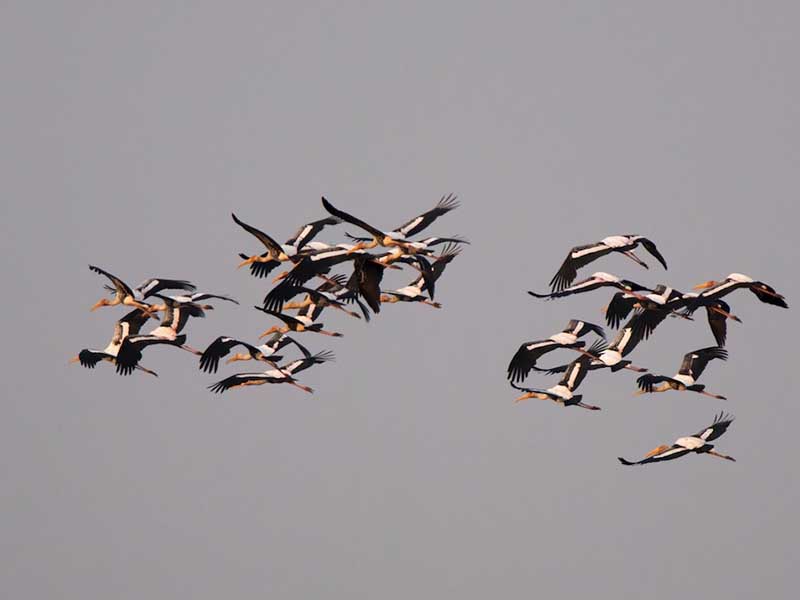 Birds of South East Asia