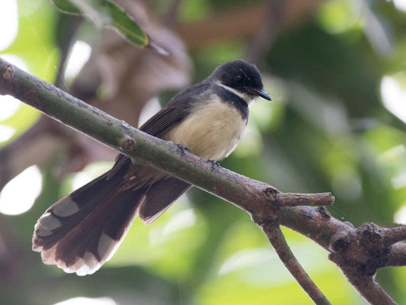 Birds of South East Asia