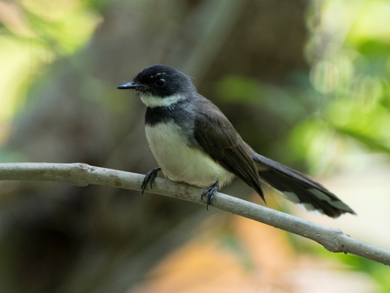 Birds of South East Asia