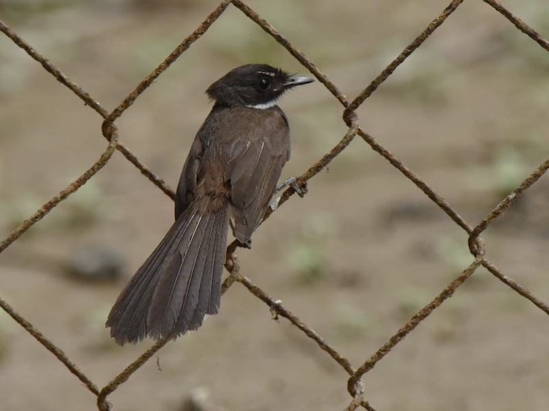 Birds of South East Asia