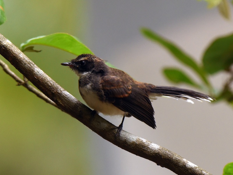 Birds of South East Asia