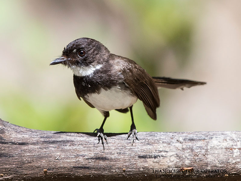 Birds of South East Asia