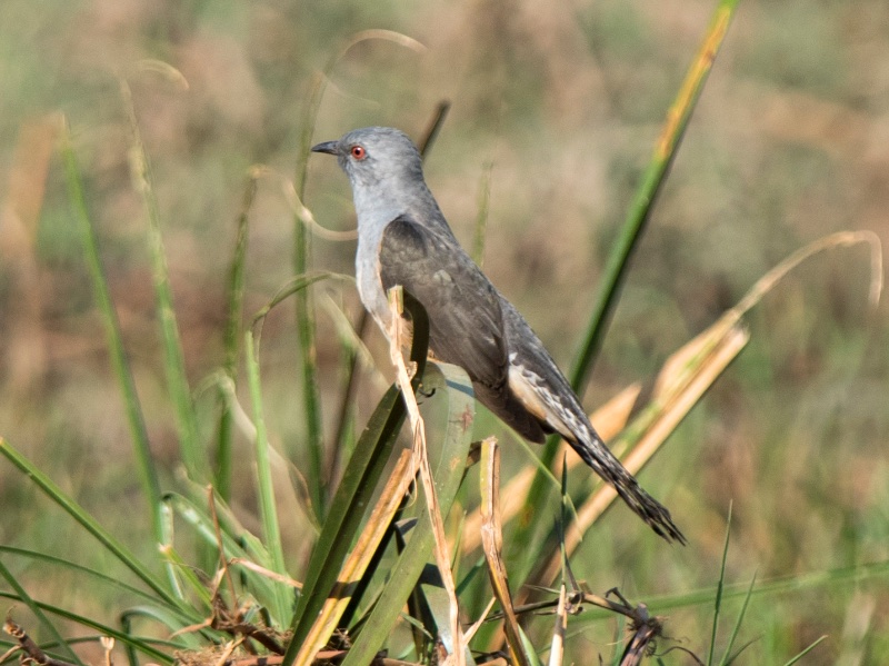 Birds of South East Asia