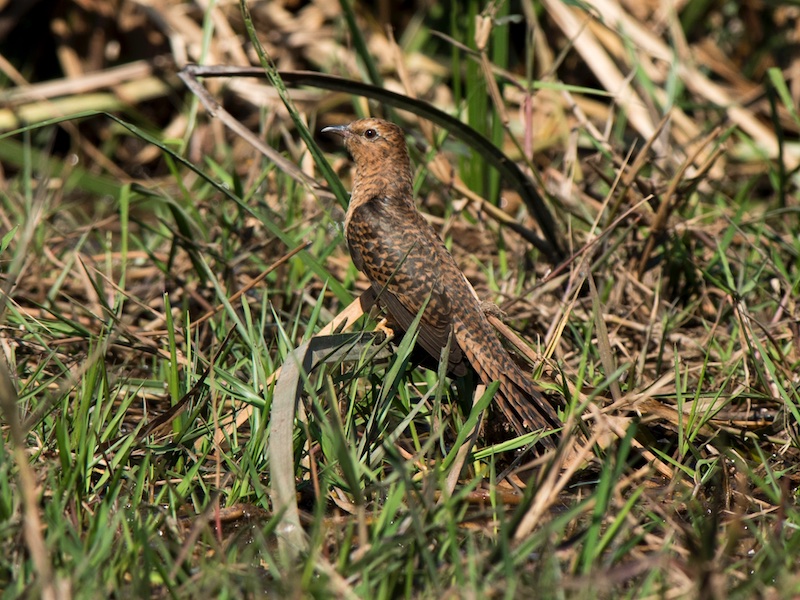 Birds of South East Asia