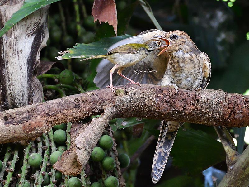 Birds of South East Asia