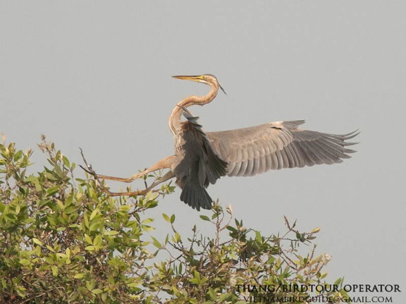 Birds of South East Asia