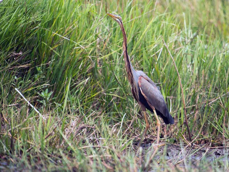 Birds of South East Asia