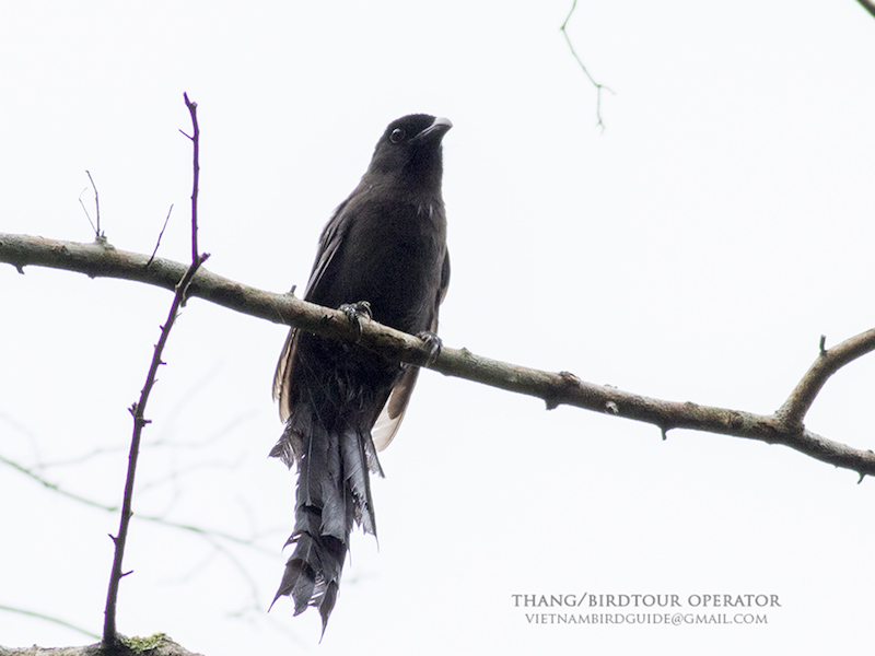Birds of South East Asia