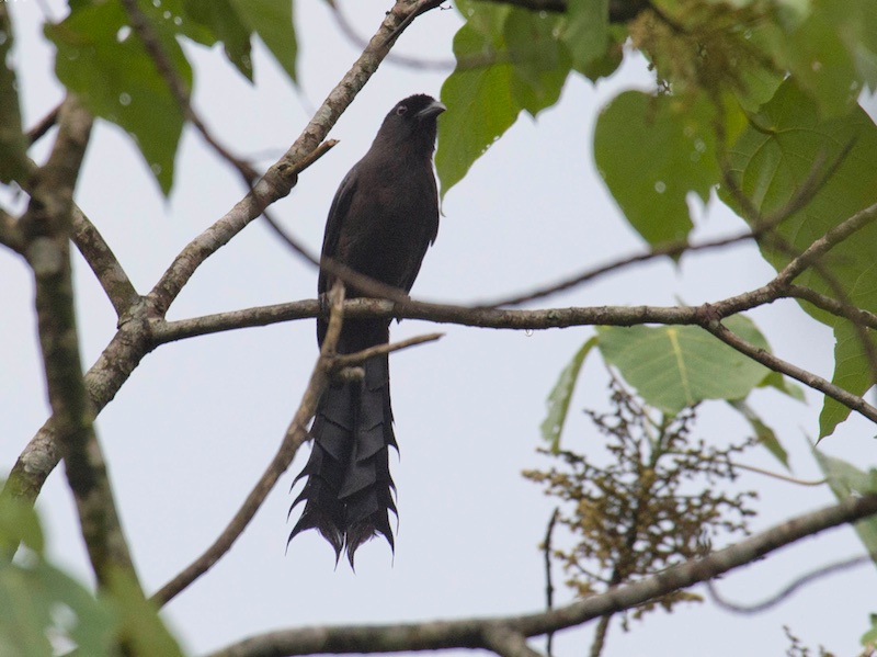 Birds of South East Asia