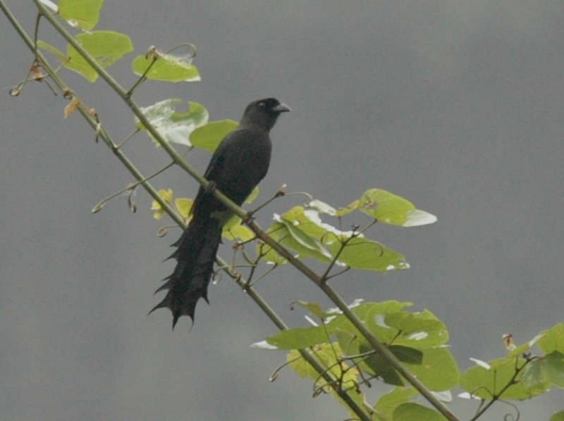 Birds of South East Asia