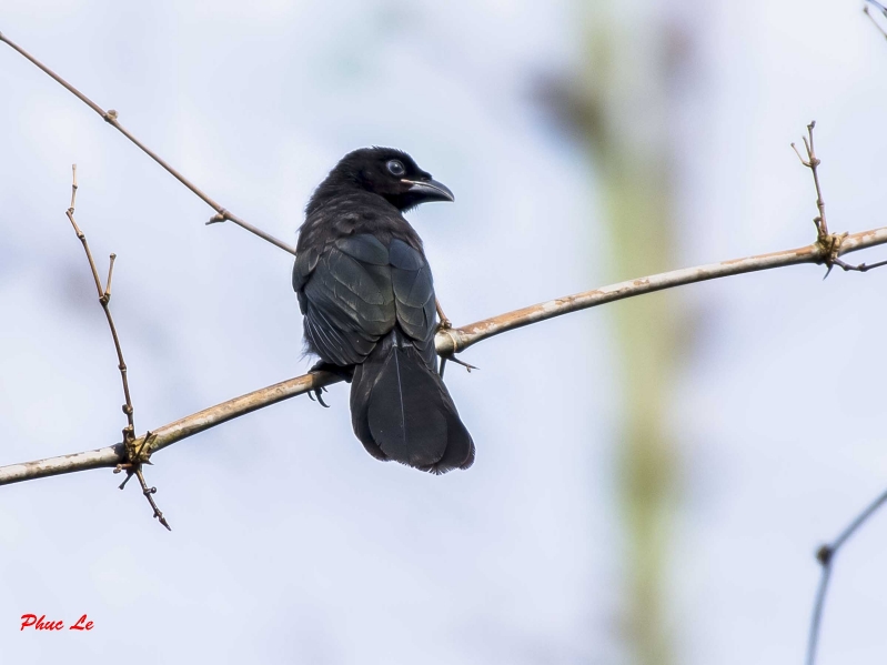 Birds of South East Asia