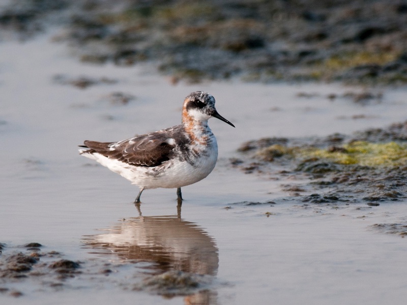 Birds of South East Asia