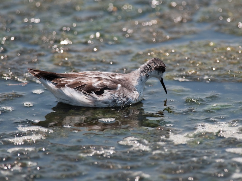 Birds of South East Asia