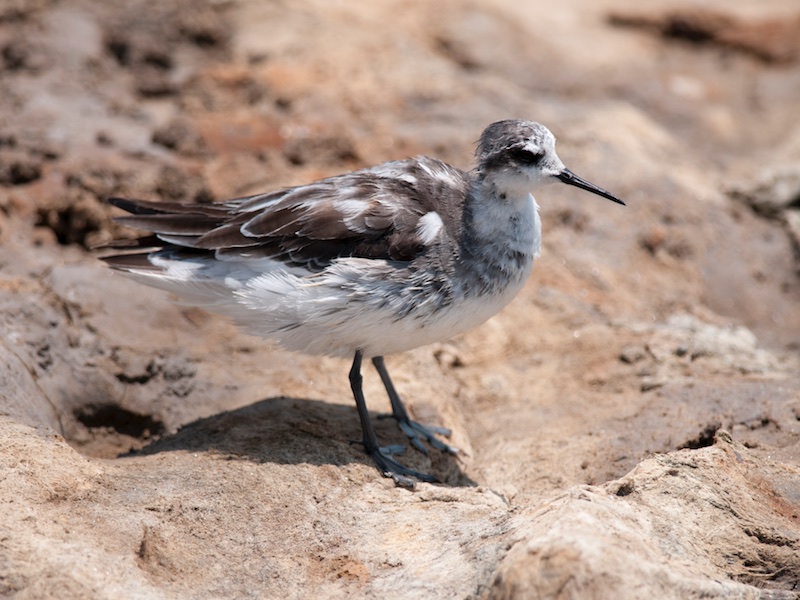 Birds of South East Asia
