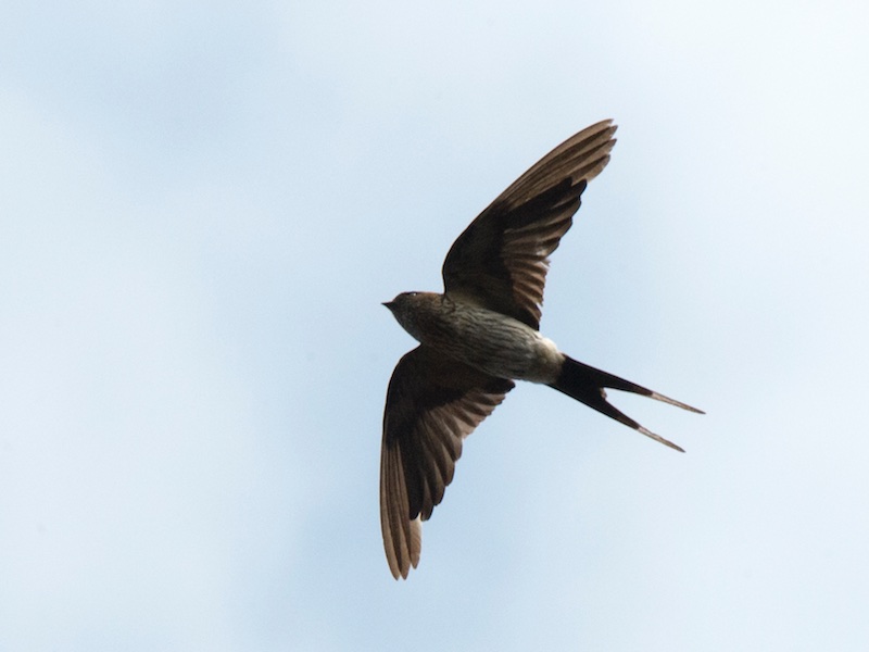 Birds of South East Asia