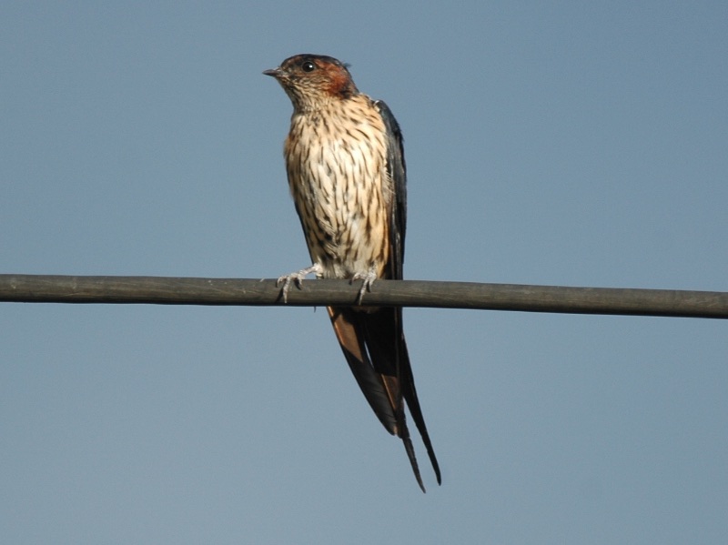 Birds of South East Asia