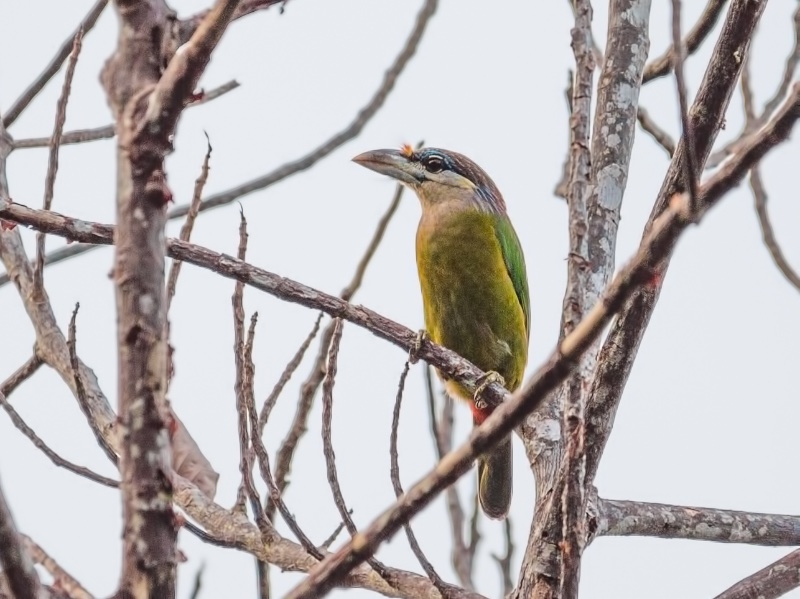 Birds of South East Asia