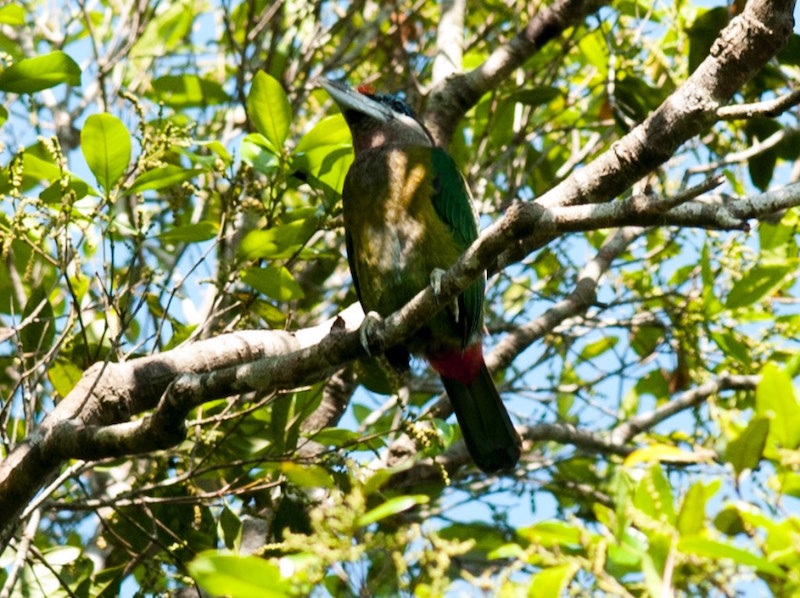 Birds of South East Asia